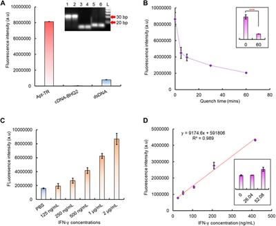 Universal CRISPR/Cas12a-associated aptasensor suitable for rapid detection of small proteins with a plate reader